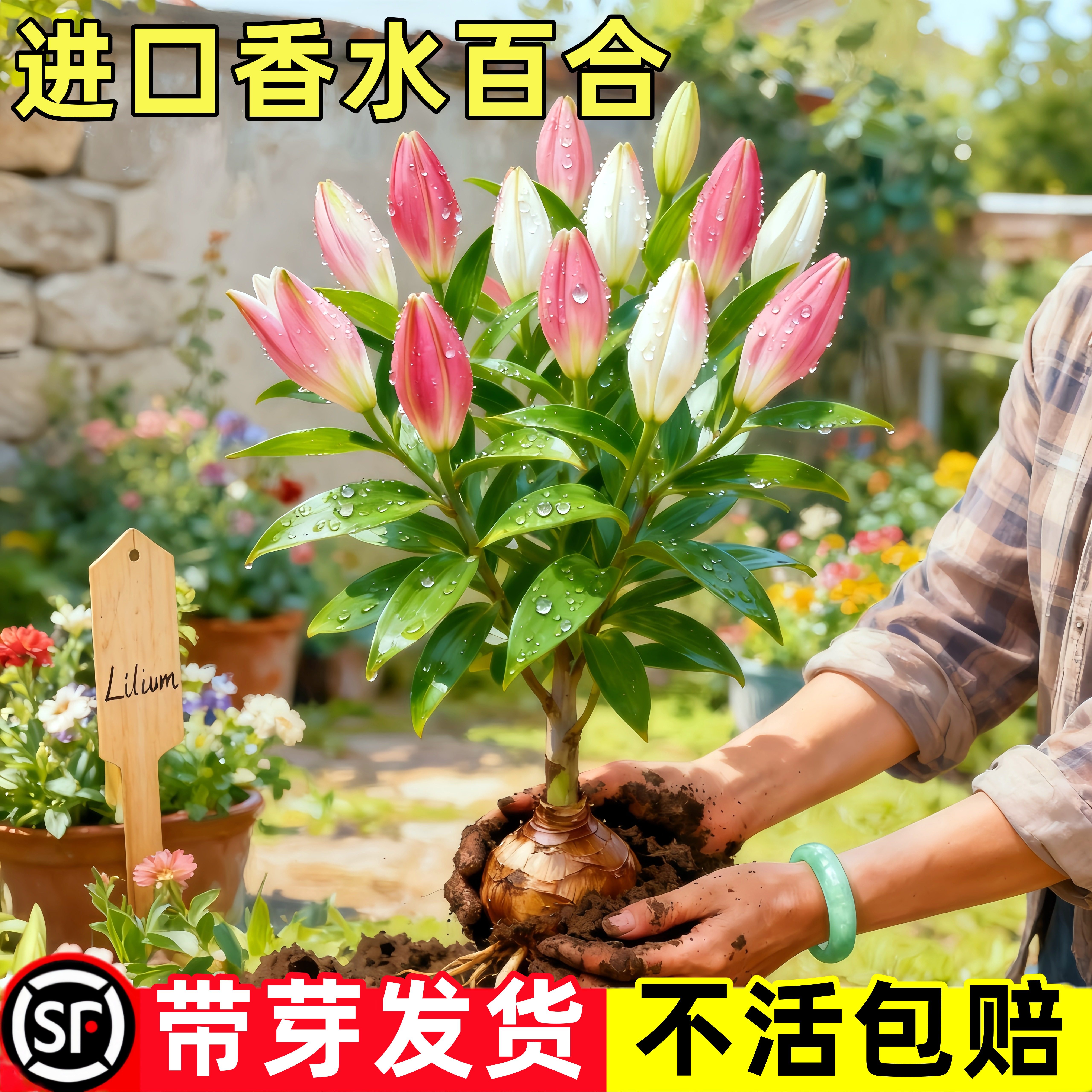 【平台推荐】香水百合种球图片