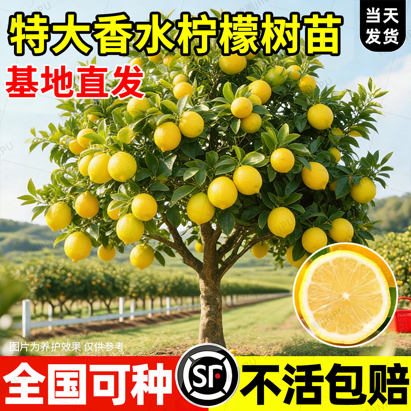 【爆款热销】特大香水柠檬树图片