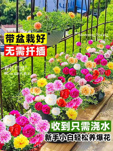 太阳花重瓣苗枝条盆栽混色大花带根带花苞室内花卉绿植四季开花