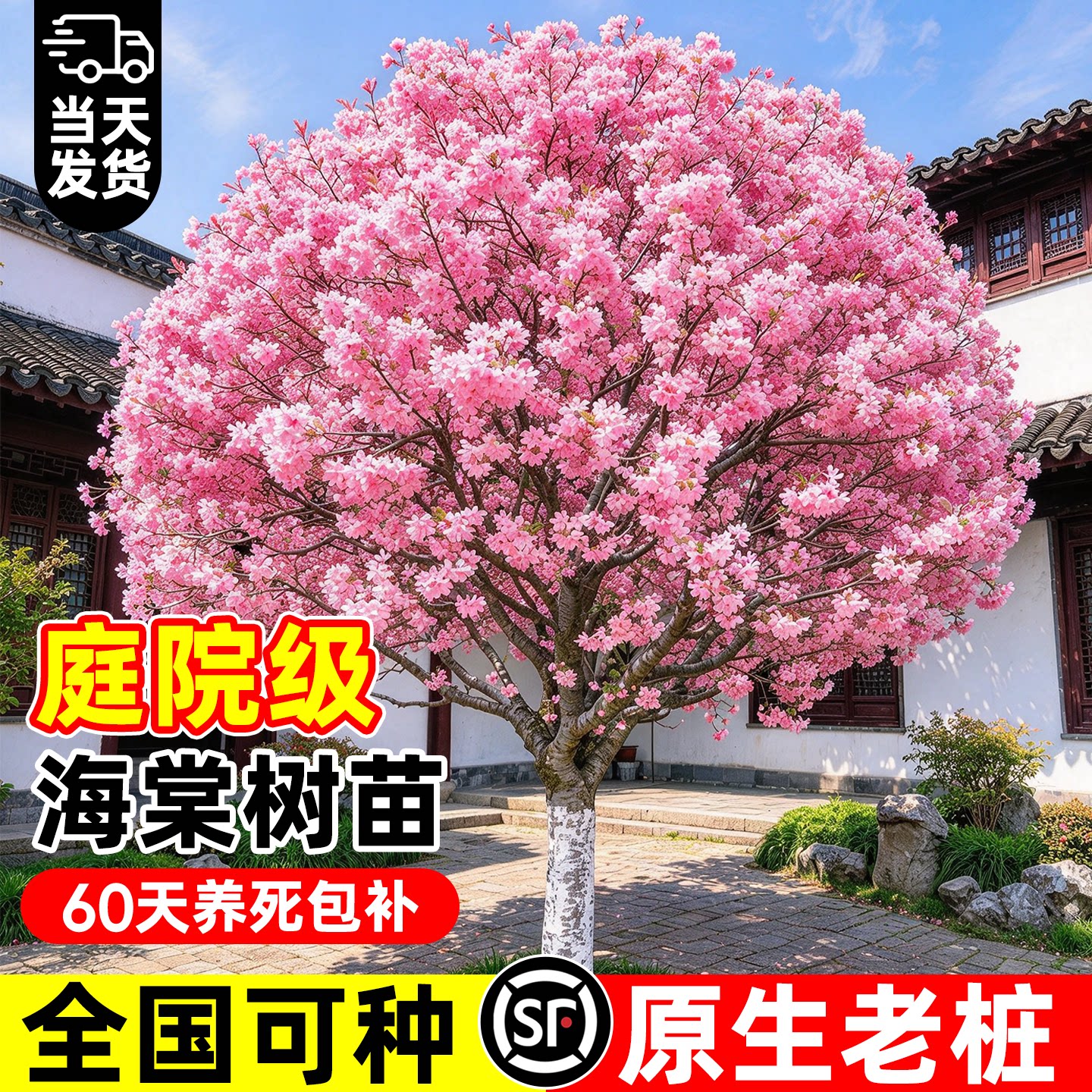 耐寒海棠树苗庭院地栽大树北美垂丝西府海棠老桩四季种植开花植物