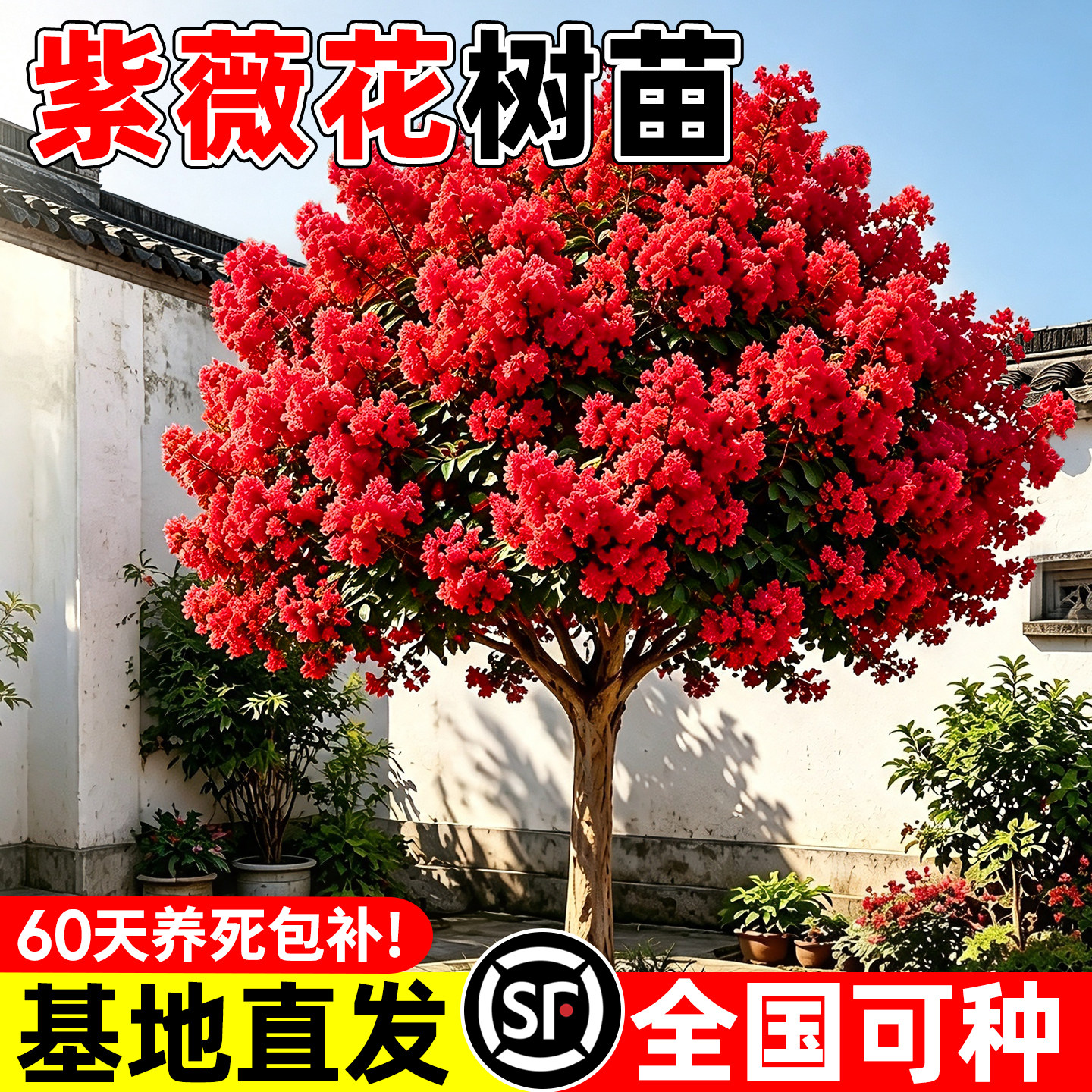 紫薇花树苗盆栽庭院别墅室外道路绿化植物百日红老桩花卉风景大树