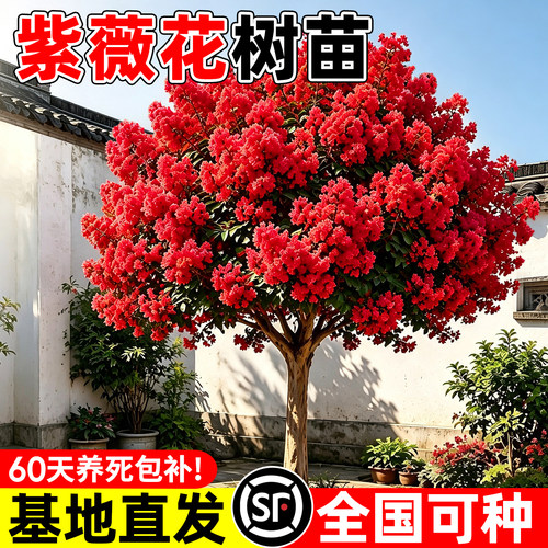 【全网花卉绿植热销10w+】