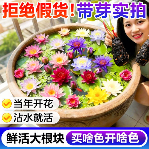 睡莲水培植物水养四季花卉