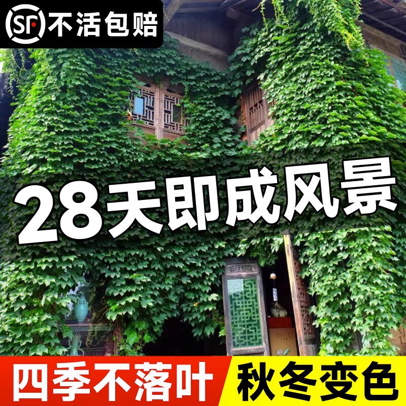 爬山虎爬藤植物四季爬墙虎种子籽三叶五室外庭院藤条藤蔓花卉盆栽