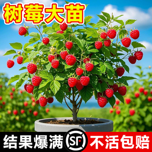红树莓苗双季覆盆子果树苗南北方种植庭院盆栽地栽蓝莓黑莓水果苗