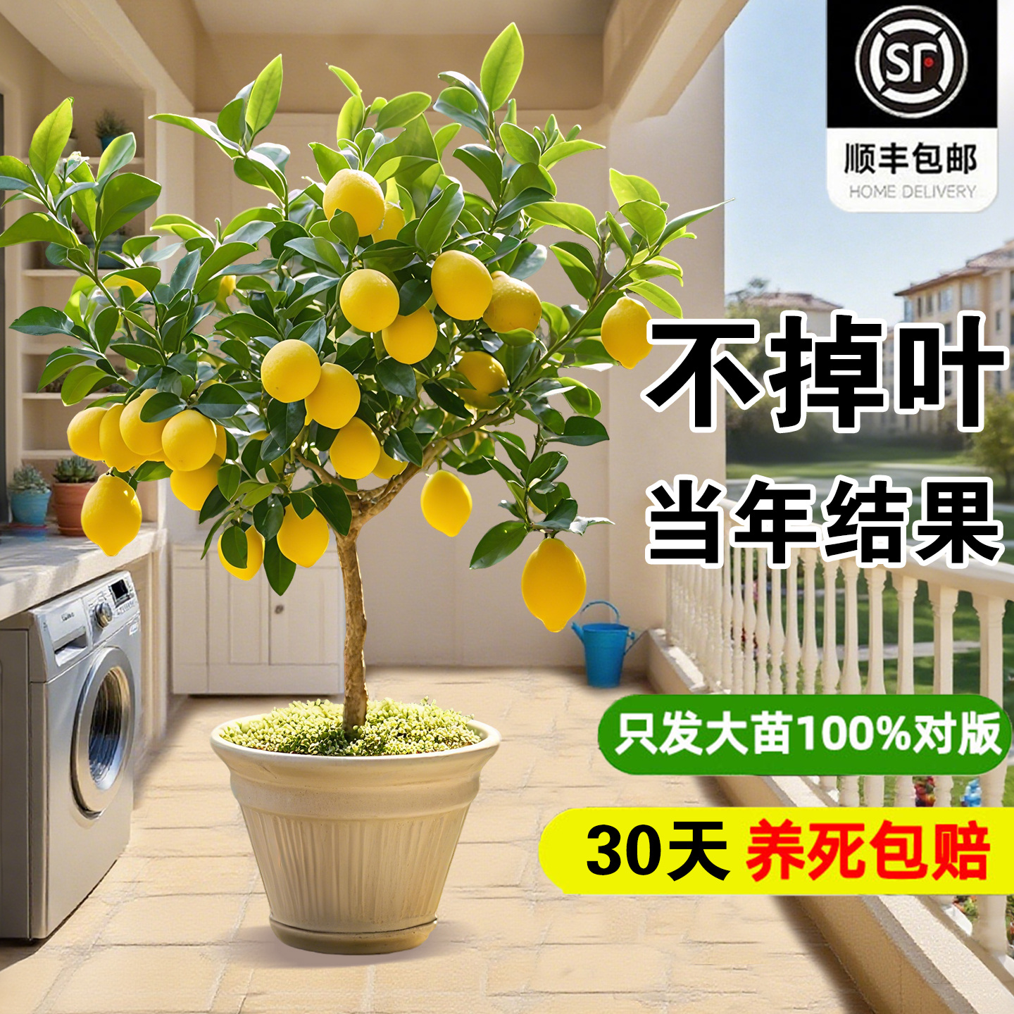 香水柠檬树盆栽室内大型绿植