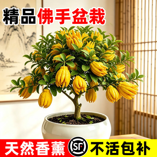 【全网热卖!】精品佛手柑