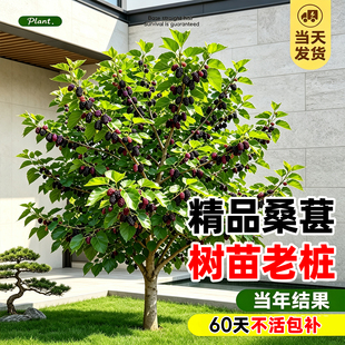 特级桑葚苗大叶室外桑树桑葚桑苗树苗正宗食用北阳台南方桑椹带果