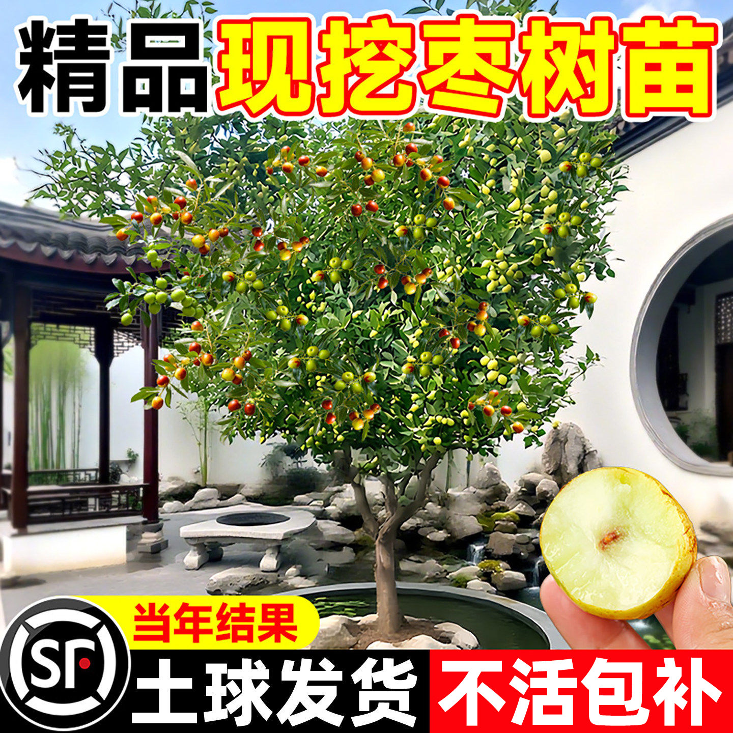 精品枣树树苗果苗特大冬枣红枣青枣南方北方盆栽地栽庭院四季种植