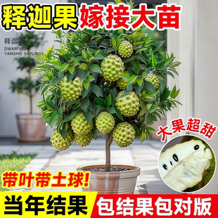 释迦果苗树带果盆栽台湾凤梨嫁接果树苗庭院南方种植地栽带叶大苗