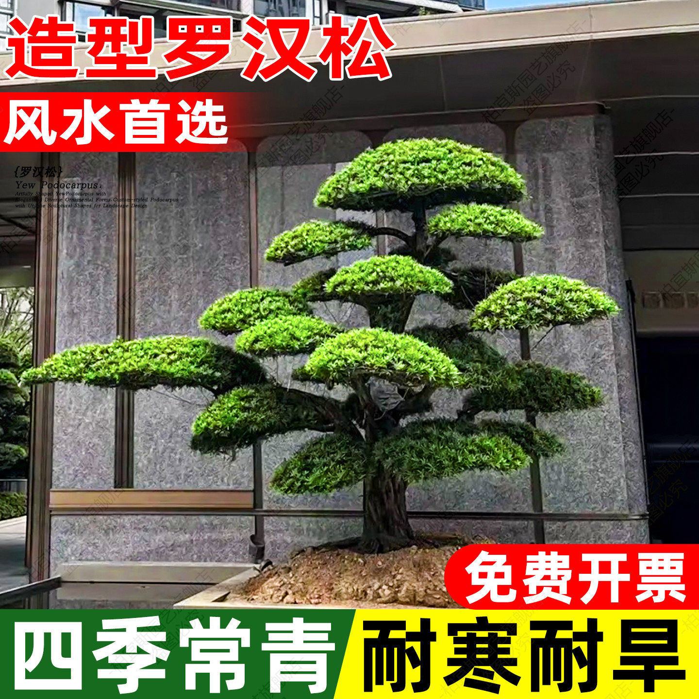 大型罗汉松盆栽庭院别墅老桩造景树黄杨女贞地栽镇宅招财造型树苗