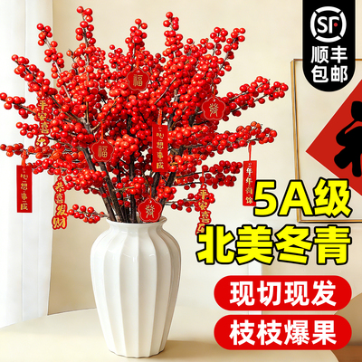 精品进口北美冬青云南鲜切水培