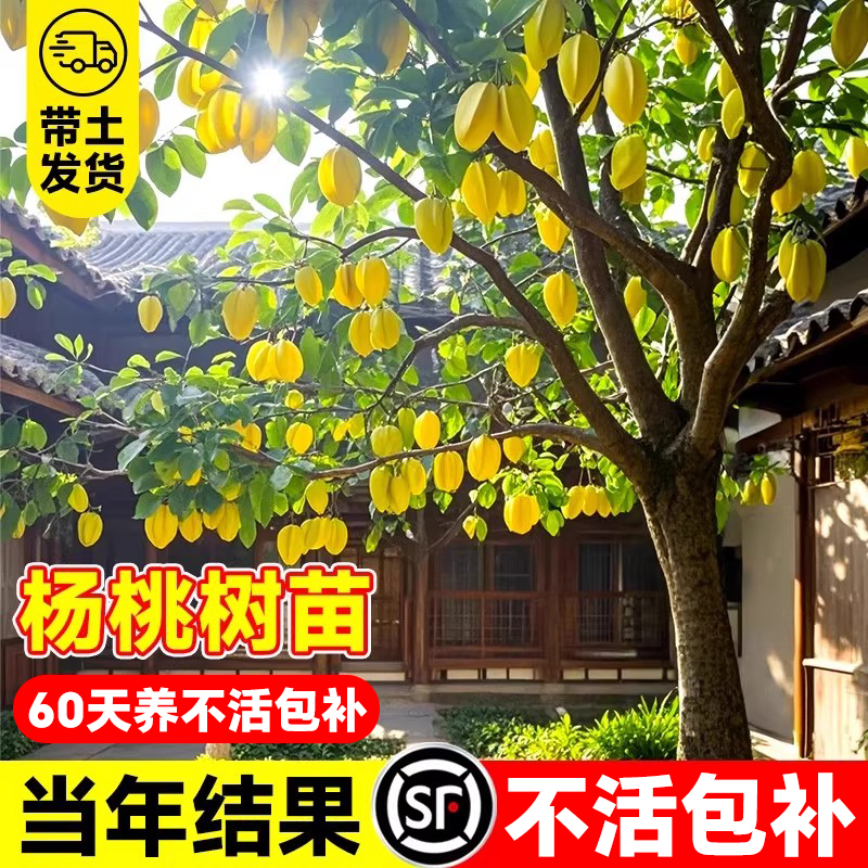 杨桃树果苗四季甜阳桃黄桃树树苗车厘子盆栽南方北方种植果树果苗