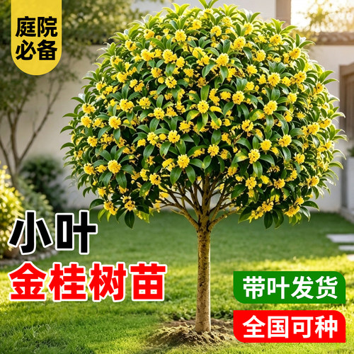 【全网花卉绿植热销10w+】