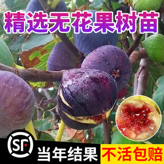 带果无花果树果苗盆栽波姬红水果树苗特大果芭劳奈南北方四季种植