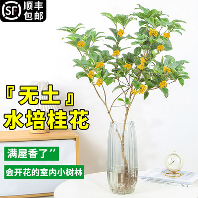 水培浓香型花卉桂花绿植四季