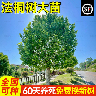 法国梧桐树树苗正宗名贵植物庭院门前别墅园林绿化绿植悬铃木青铜