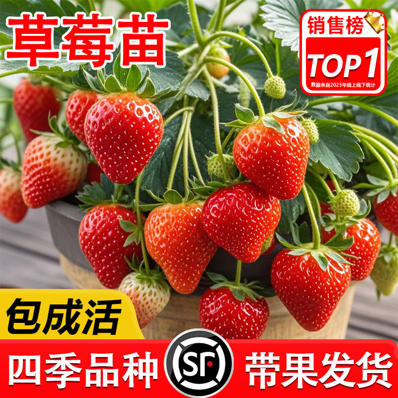 奶油草莓苗盆栽红颜带花带果带土种籽子阳台种植新苗苗秧四季结果