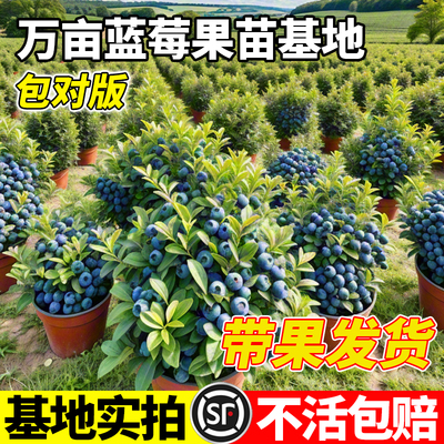 【全网热销5万+】蓝莓树苗带果