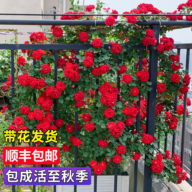 蔷薇花苗爬藤月季特大花卉浓香盆栽庭院阳台藤本植物玫瑰花四季开