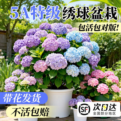 【爆款热销10万+】绣球花大苗