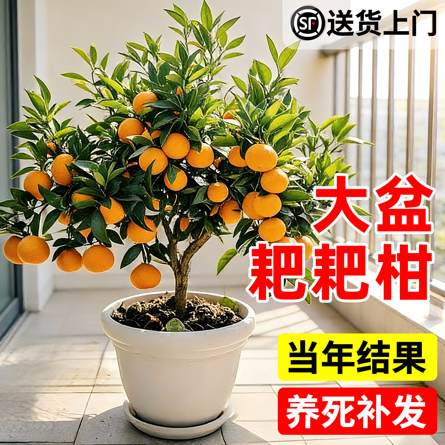 矮化春见耙耙柑树苗老桩盆栽水果种植粑粑柑丑桔橘子树果苗柑橘树
