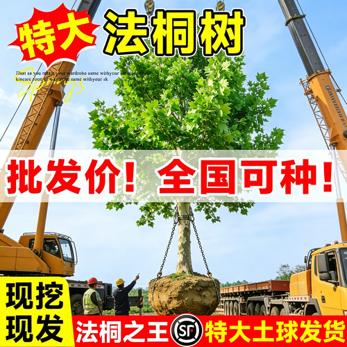 【全网热卖!】特大梧桐树老桩