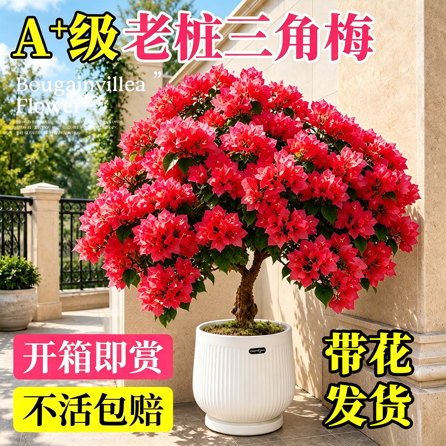 重瓣三角梅盆栽四季花卉大盆中国红绿樱阳台植物好养绿植老桩盆景