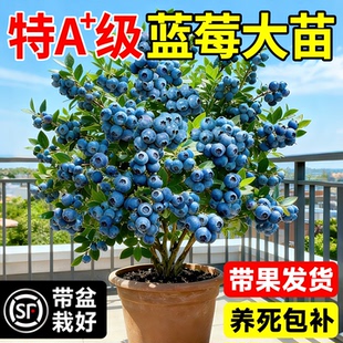蓝莓树果苗盆栽带果子特大号室内外阳台地栽四季南北方种植果树苗