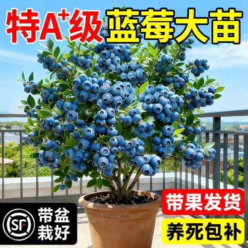 蓝莓树果苗盆栽带果子特大号树苗