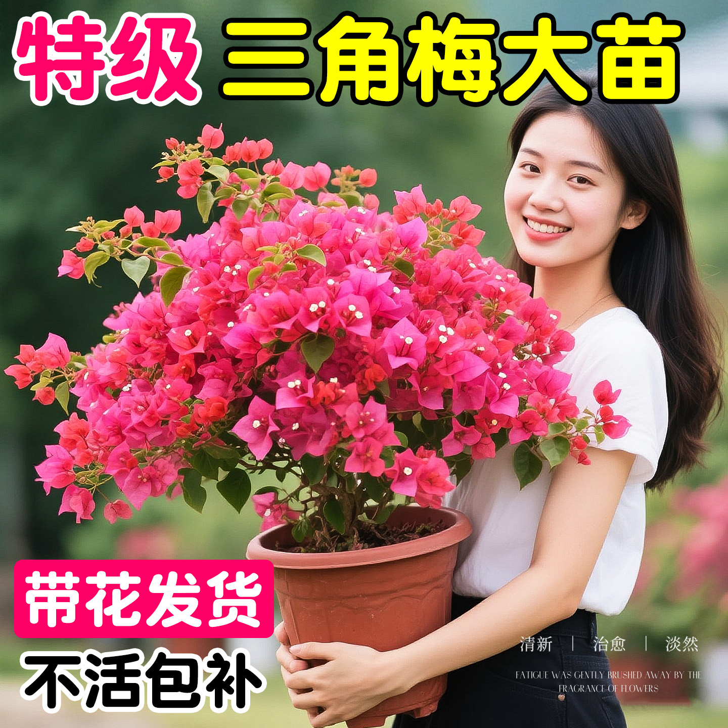 同安红重瓣三角梅盆栽带花苞