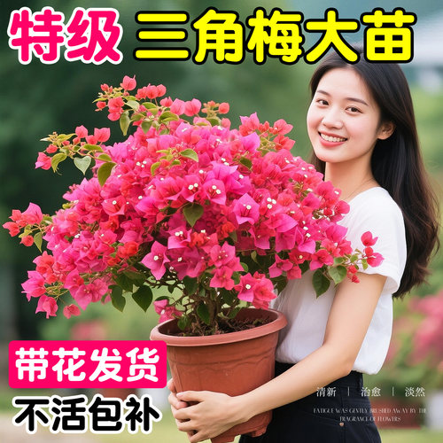 同安红重瓣三角梅盆栽带花苞