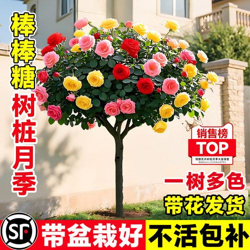 棒棒糖多色树桩月季嫁接老桩树苗