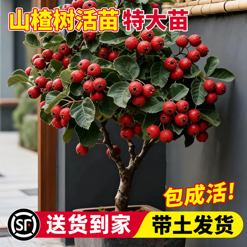 【全网热卖10万+】山楂树苗