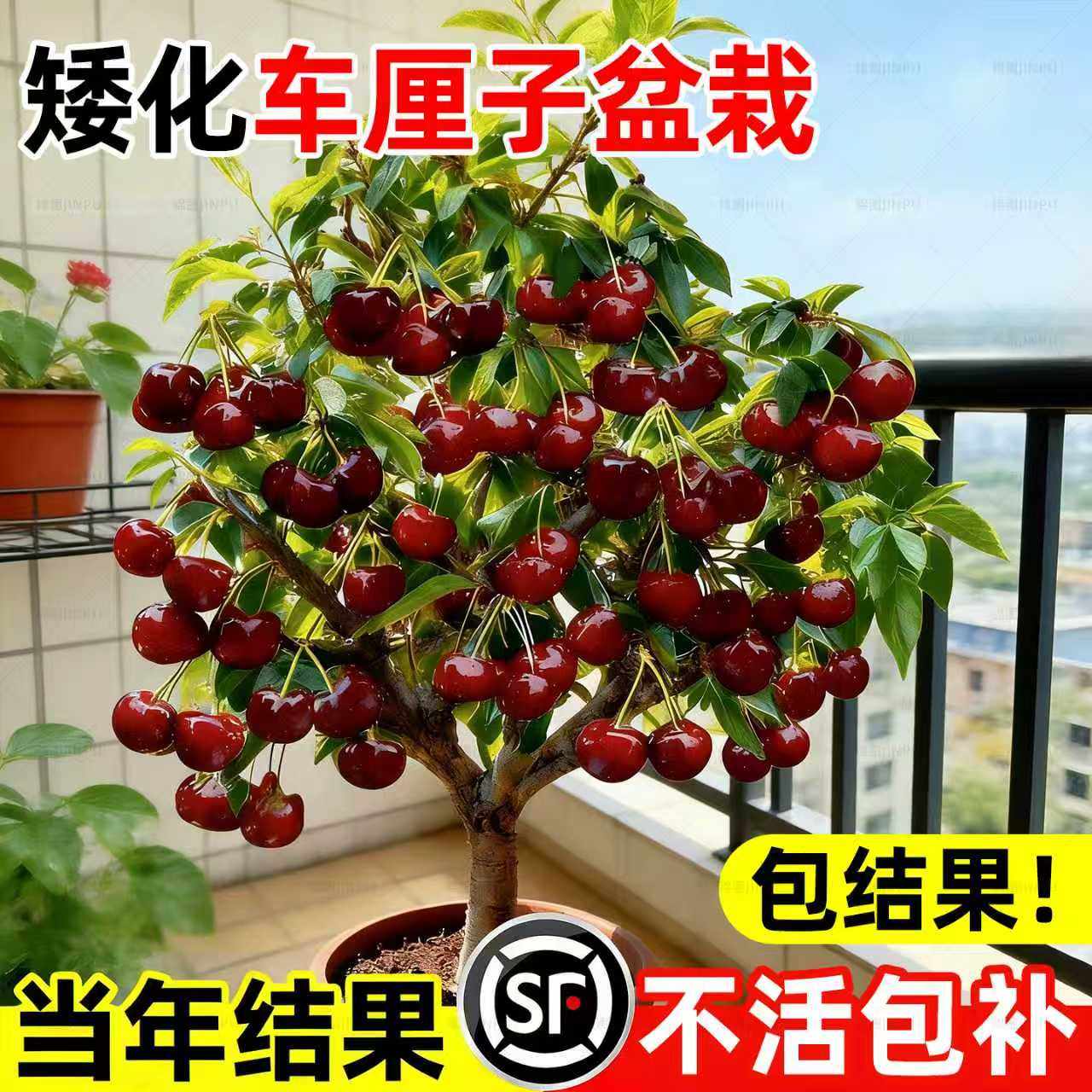 正宗车厘子树苗四川矮化盆栽黑珍珠特大樱桃树果苗南北方种植果树,鲜花速递/花卉仿真/绿植园艺,果树,淘宝优惠券,粉丝福利购,淘宝优惠卷