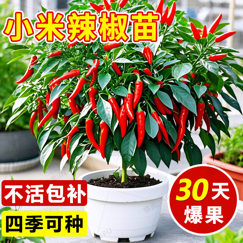 小米辣椒苗秧苗朝天椒樟树港四季盆栽薄皮青椒种籽批发蔬菜苗大全