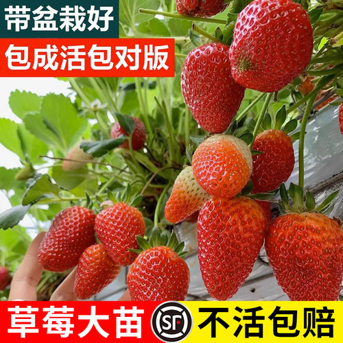 草莓阳台可食用带盆奶油四季结果