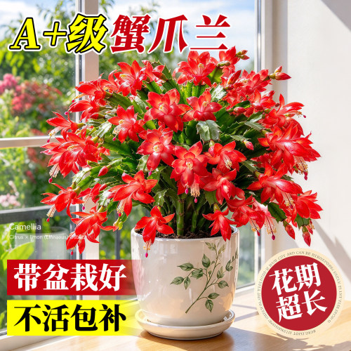 【全网热卖10万+】A+级蟹爪兰