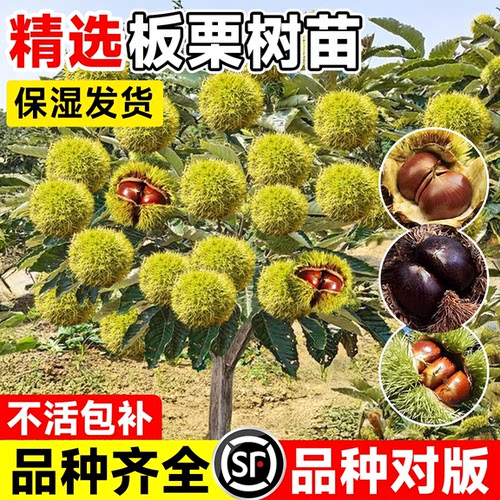 【热销榜top产品】精选板栗树苗