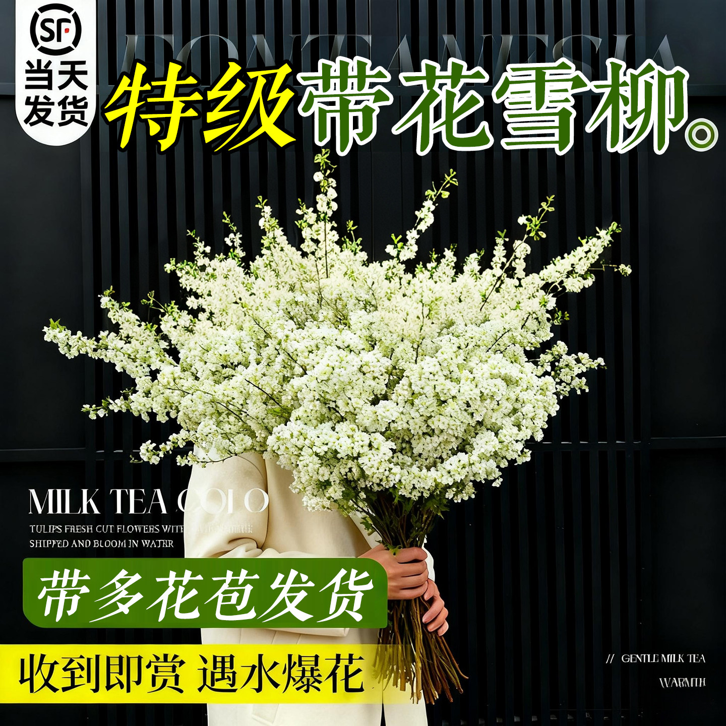 【全网热销8万+】雪柳鲜枝带花苞