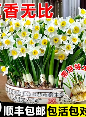 漳州水仙花种球水培盆栽植物带花苞室内水养冬季花卉郁金香年宵花
