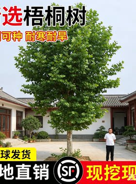 【热销榜top】庭院梧桐树老桩