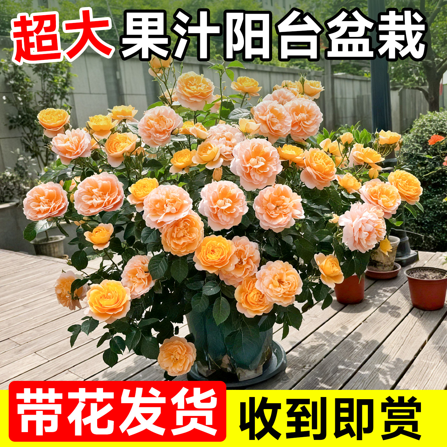 果汁阳台蔷薇花苗带花苞