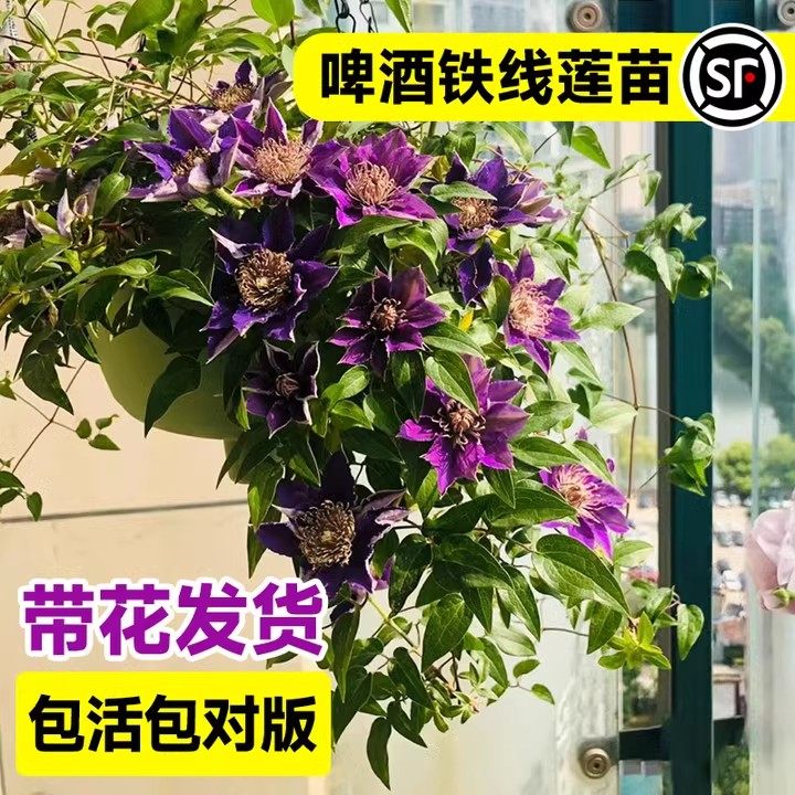啤酒铁线莲花苗盆栽魔法喷泉蓝光母系大苗室内阳台藤蔓植物爬藤香