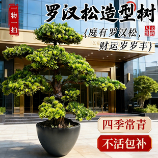 罗汉松造型盆景老桩大树苗公司门口庭院造景观迎客松室外四季好养