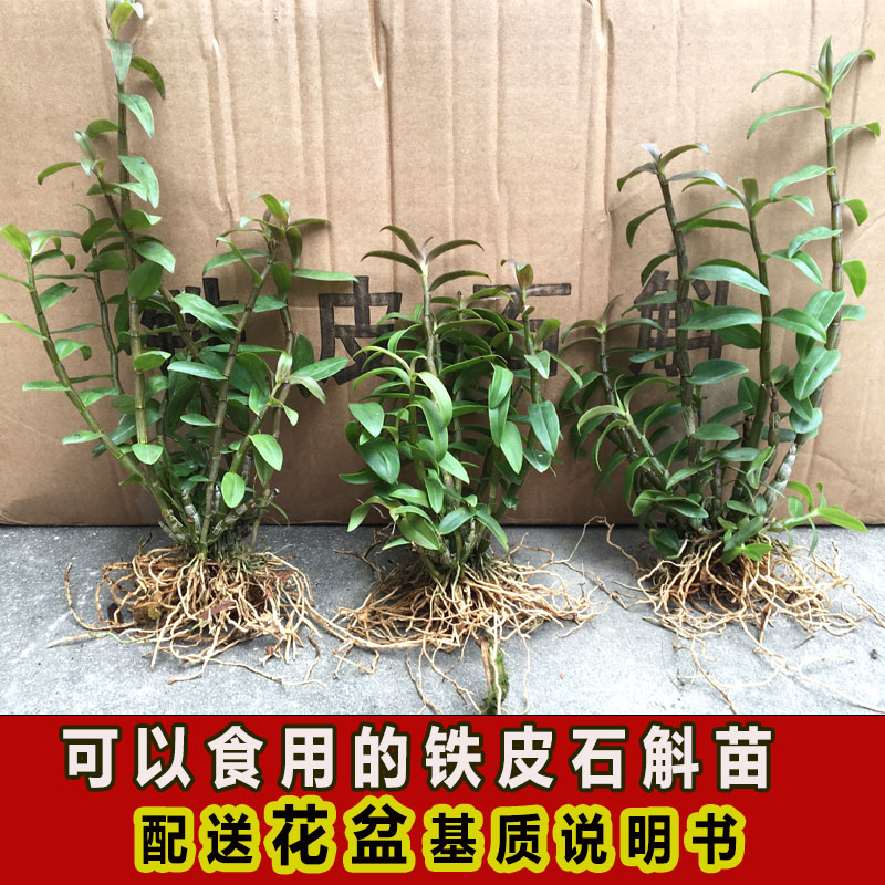 带花盆新鲜雁荡山原产地铁皮石斛兰苗种植苗盆栽可以食用非霍山