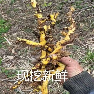 武当山新鲜现挖穿山龙根穿地龙根野山药串穿山夹根地龙骨黄金竹根