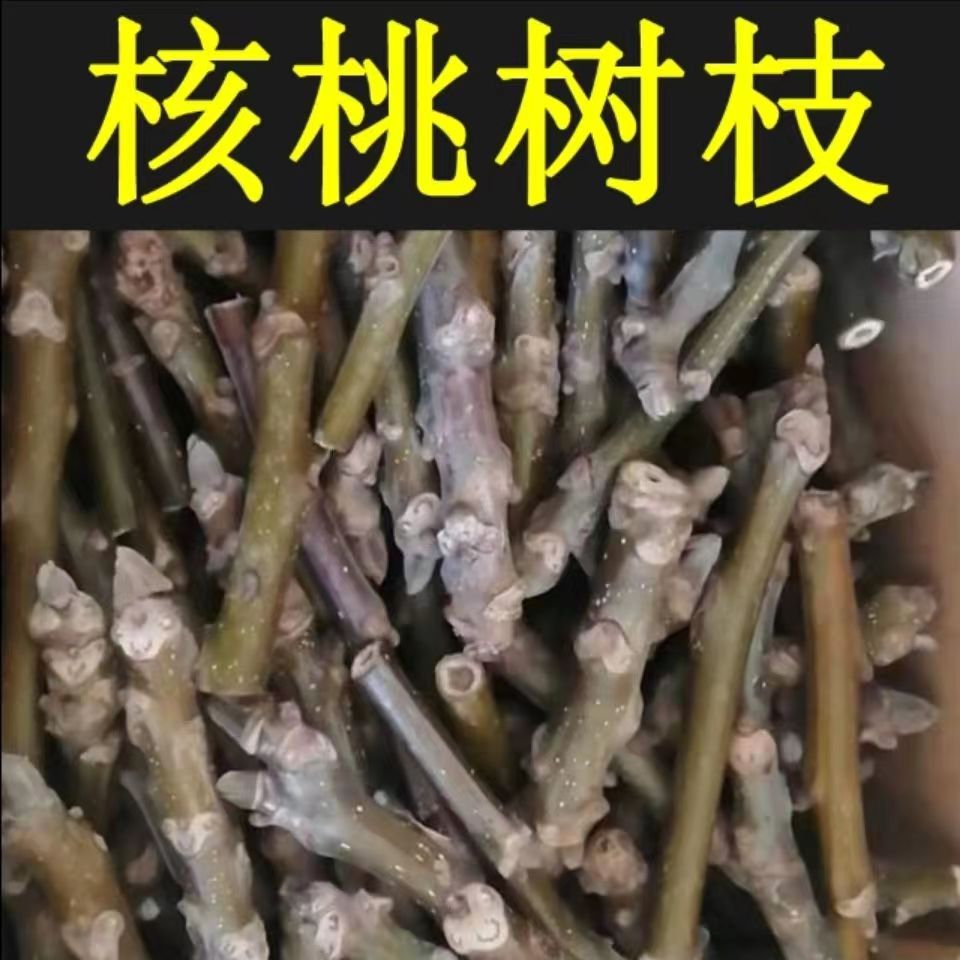 武当山新鲜现采中药材核桃树枝红皮核桃树枝老树山核桃枝子核桃枝