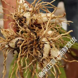 武当山新鲜现挖三叉白芨旱白芨大白芨盆栽白芨紫花白芨种苗带须根