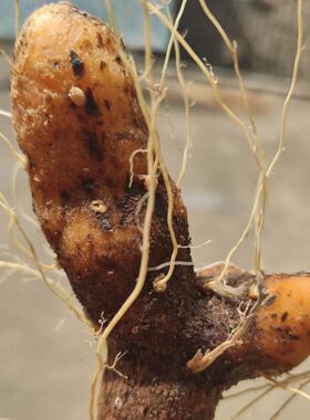 武当山农家新鲜现挖中药材黄姜火头根火藤根盾叶薯芦蓣根泡酒煲汤